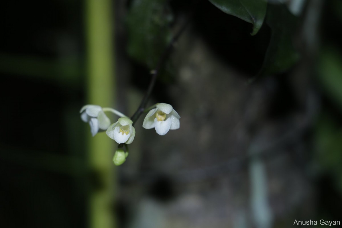 Phalaenopsis mysorensis C.J.Saldanha